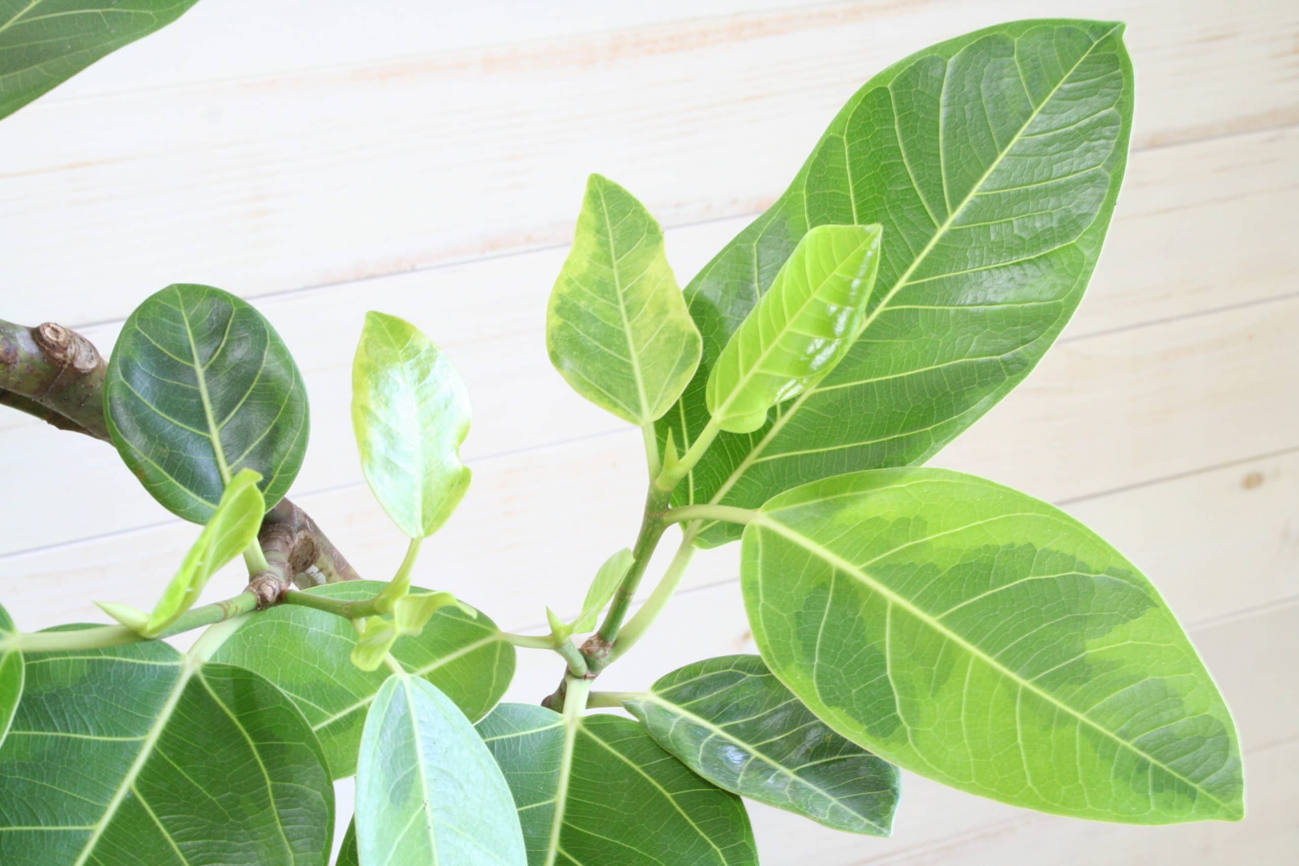 観葉植物 アルテシマ-8号鉢 2 観葉植物 アルテシマ-8号鉢 - 画像 (2)