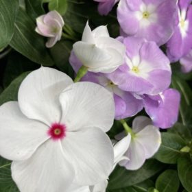 花苗がお得です! 4 9AF2D7EB 83F0 4D33 9870 5F26173B7CC5