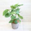 観葉植物 ウンベラータ-7号鉢 3 9d326056f77c35025a6a4b1924c62127