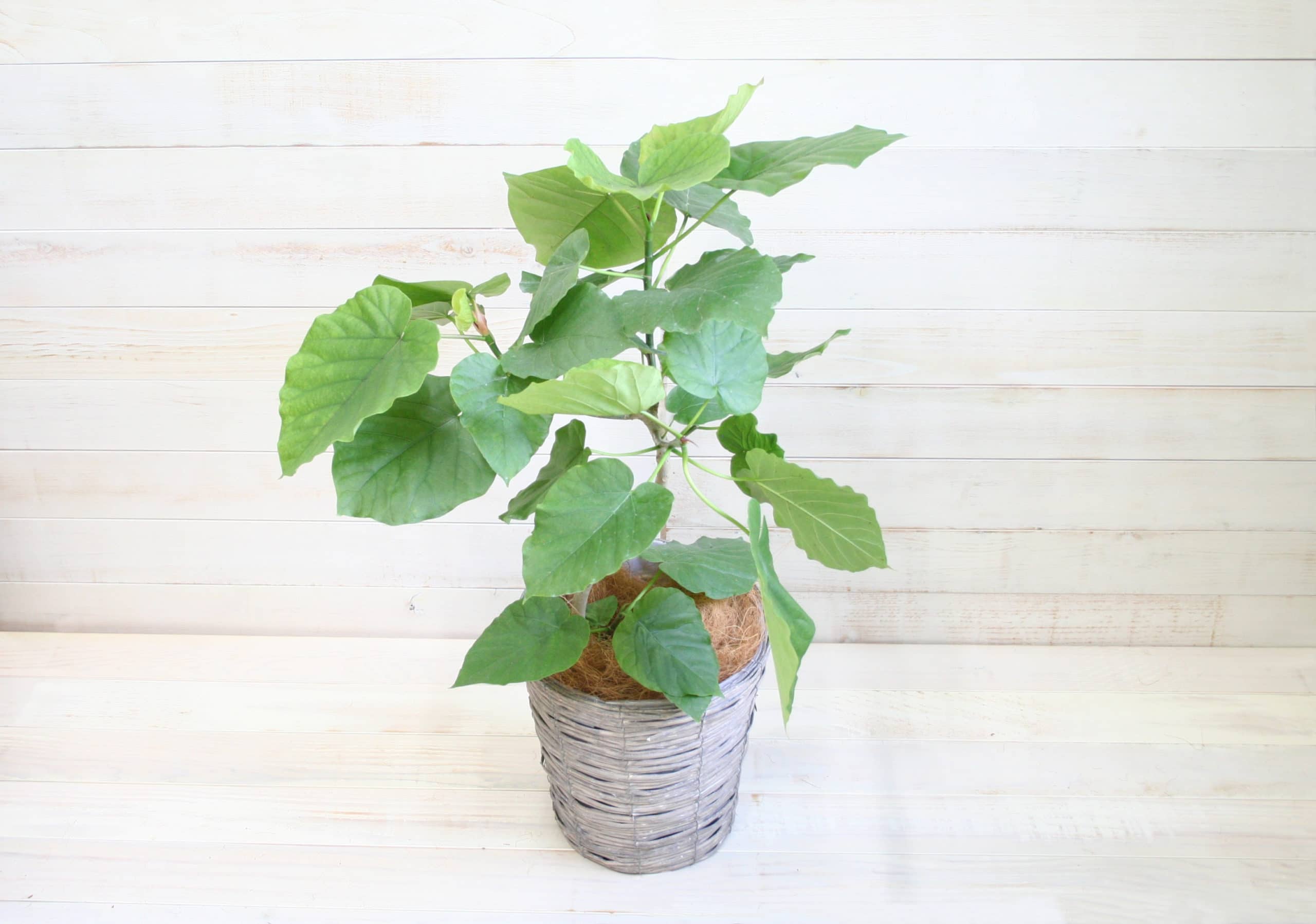 観葉植物 ウンベラータ-7号鉢 1 観葉植物 ウンベラータ-7号鉢