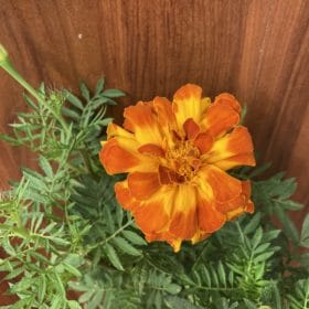 花苗がお得です! 3 A3A9B348 EFFB 41CC A2DD F481A4C1DA7F