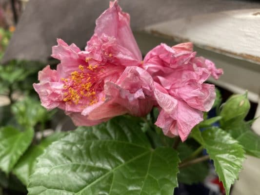 花がら摘みとは 5 D5A6D24D F5FD 4D8E 9ABF C5B617499478