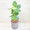 観葉植物 アルテシマ-7号鉢 3 bf892b58a1a18566e62e6909869c9f46
