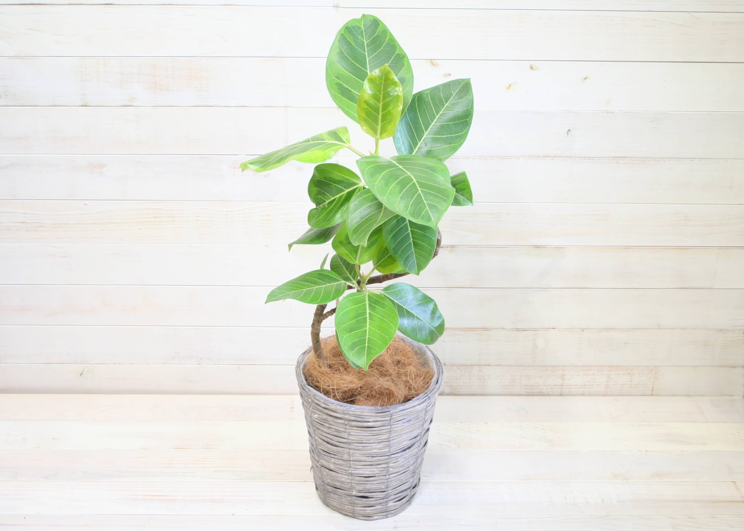 観葉植物 アルテシマ-7号鉢 1 観葉植物 アルテシマ-7号鉢