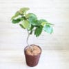 観葉植物 ウンベラータ-8号鉢 3 d09d9ac28fb45a3e39319f4a0c550d08