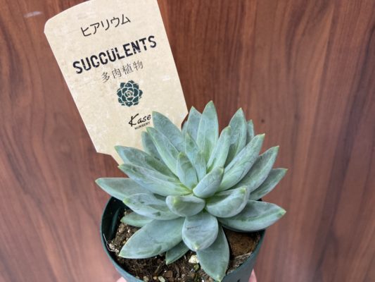 人気の多肉植物 2 129C45B2 FD00 4101 A9C8 EC562AE88E9F