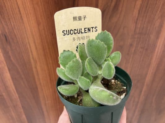 人気の多肉植物 7 1A99E2B8 CBC7 4AB6 BA36 E87096F0CD01