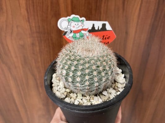 人気の多肉植物 8 2F7B58B6 68CF 485B 9BF5 1D64B2923D4F