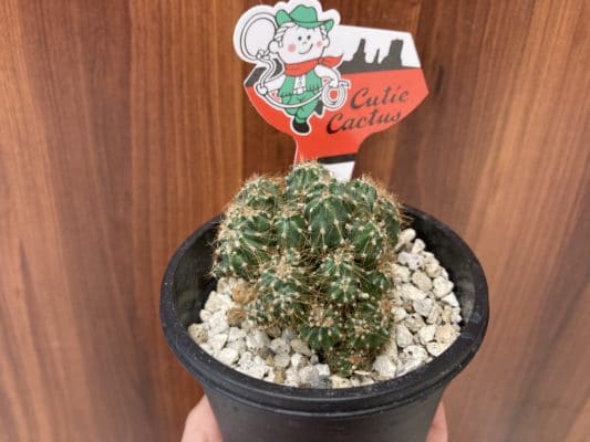 人気の多肉植物 9 54398649 7A28 4F20 9E97 D2BE936D7F40