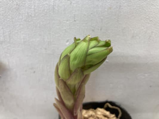 カサブランカの育て方 4 572C3E72 F021 40AC 8FC2 491857C08ABB