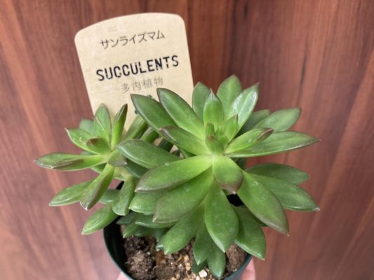 人気の多肉植物 3 79DA6309 B569 4791 AA86 C4236116F81C