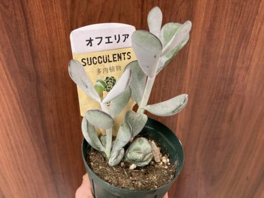 人気の多肉植物 6 BB623FCF 6C94 49F8 88D4 BF67CAFA6B35