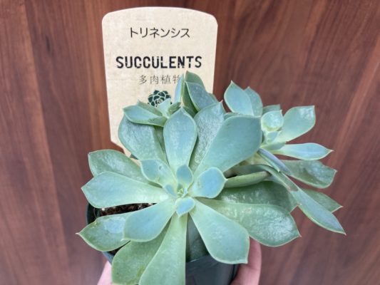 人気の多肉植物 5 CF46F7EA 2BD4 44CE AC60 08405DAEAE09