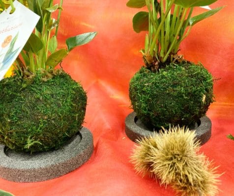 苔玉のお手入れ 4 DE3007DF 337F 41C7 86CA E9AD29CF2A9C