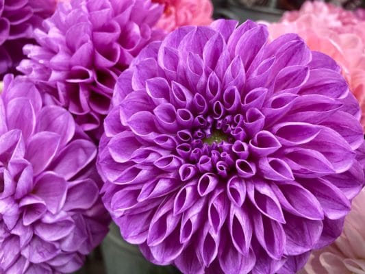 ナマハゲダリア 2 F5073CD8 7BC4 4F58 939A 8F8D3C61EA62