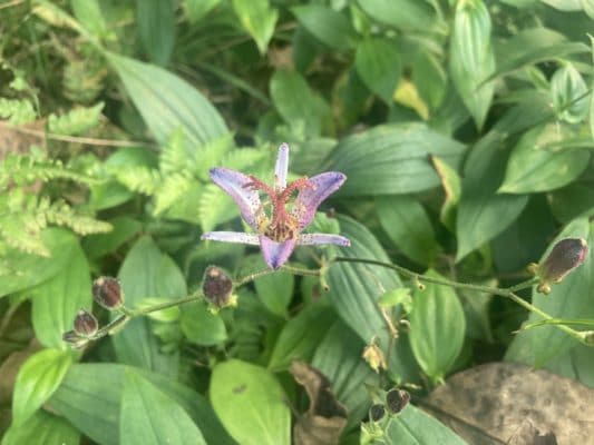 風情ある秋の花「ホトトギス」 2 4D265027 505E 4362 8063 E4C193080CA0
