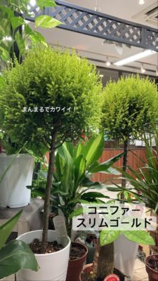 観葉植物の魅力 2 716576DD A56B 4A39 943D 15BDFAF11CD9