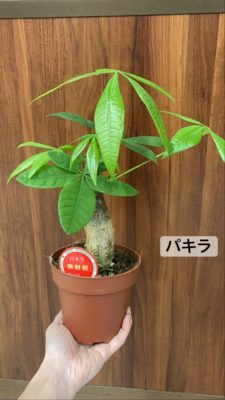 観葉植物の魅力 4 80A10FF6 D692 43CF A7A6 037049299100