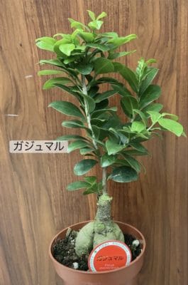 観葉植物の魅力 6 B9F22B0F 1EAD 4DA5 AD1C 992394940474