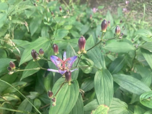 風情ある秋の花「ホトトギス」 1 D9FF11DA B2BD 4988 A12E 0F9DFFECB29D