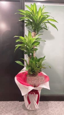 胡蝶蘭・観葉植物の配達承ります 2 DB56A014 6CE6 4517 982D 27A18B1D561B