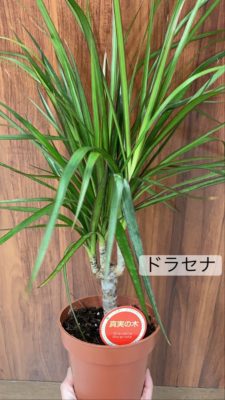 観葉植物の魅力 1 E4302246 14FB 48EB A7AA CD463E2EA80B