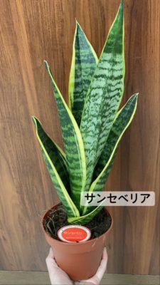 観葉植物の魅力 5 E9F5927C 9E33 498C 9832 428485F754D4