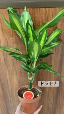 観葉植物の魅力 3 F0BA2FEB A89C 4656 BEA3 B2CEFD661955