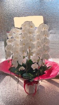 胡蝶蘭・観葉植物の配達承ります 1 F0D4DF79 851C 4676 B96F 9D4BF13789B6
