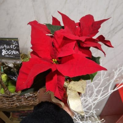 クリスマスの花といえば… 1 16381645141121528560114198380585