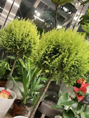 季節の鉢物、続々入荷! 3 C8D3B849 401B 4FB3 8B51 09FDCD5321CC