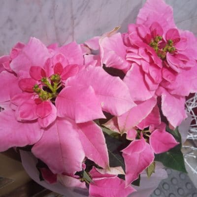いい夫婦の日 花言葉からさがすフラワーギフト 1 DSC 1627