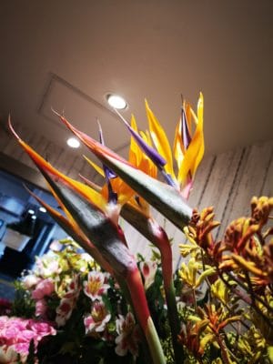 ストレリチアのご紹介 1 IMG 20211107 125329
