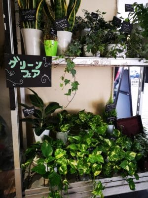 おすすめの観葉植物をご紹介😉 1 IMG 20211119 125323