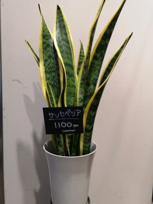 おすすめの観葉植物をご紹介😉 3 IMG 20211119 152306