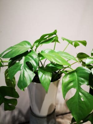 おすすめの観葉植物をご紹介😉 2 IMG 20211119 152359