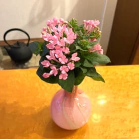 花の産地訪問レポート(伊豆大島編)!「大島産ブバルディア」 12 IMG 2150