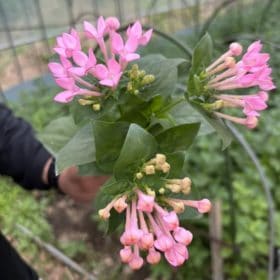 花の産地訪問レポート(伊豆大島編)!「大島産ブバルディア」 8 IMG 2151