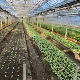 花の産地訪問レポート(伊豆大島編)!「大島産ブバルディア」 10 IMG 2156