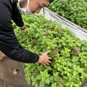 花の産地訪問レポート(伊豆大島編)!「大島産ブバルディア」 11 IMG 2158