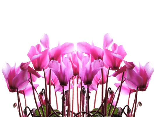 シクラメンのご紹介 1 cyclamen g2519a153d 1920