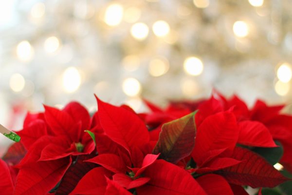 ポインセチアの季節がきました 1 poinsettia gfedf1351d 1920