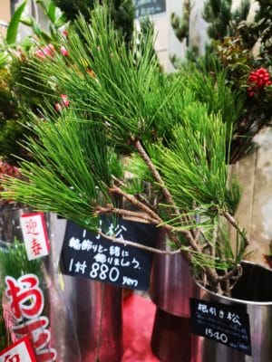 松の種類について 3 IMG 20211226 212820