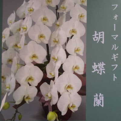 移転祝・開店祝に胡蝶蘭! 1 DSC 1716