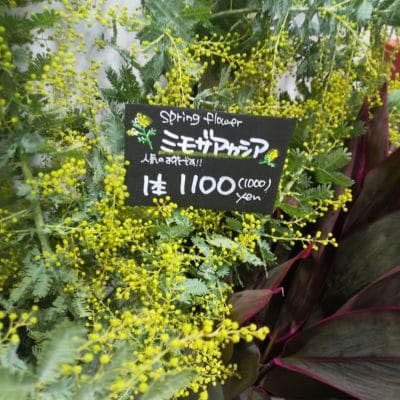 春の人気のお花『ミモザ』 1 DSC 1773