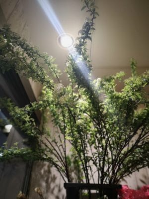 春の訪れ 1 IMG 20220122 164628