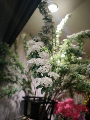 春の訪れ 2 IMG 20220122 164654