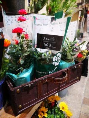 鉢物ご紹介 3 IMG 20220128 184538