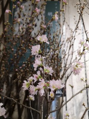 桜がいっぱいです💡 1 IMG 20220131 092111