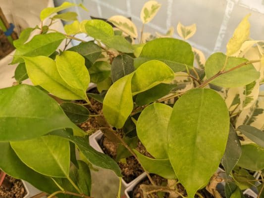 観葉植物 3 PXL 20220108 043813263